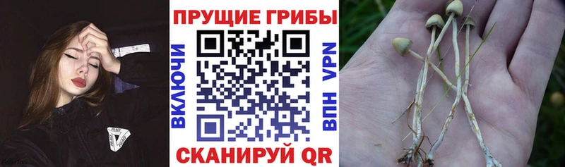 Купить закладки Полесск Галлюциногенные грибы GOLDEN TEACHER